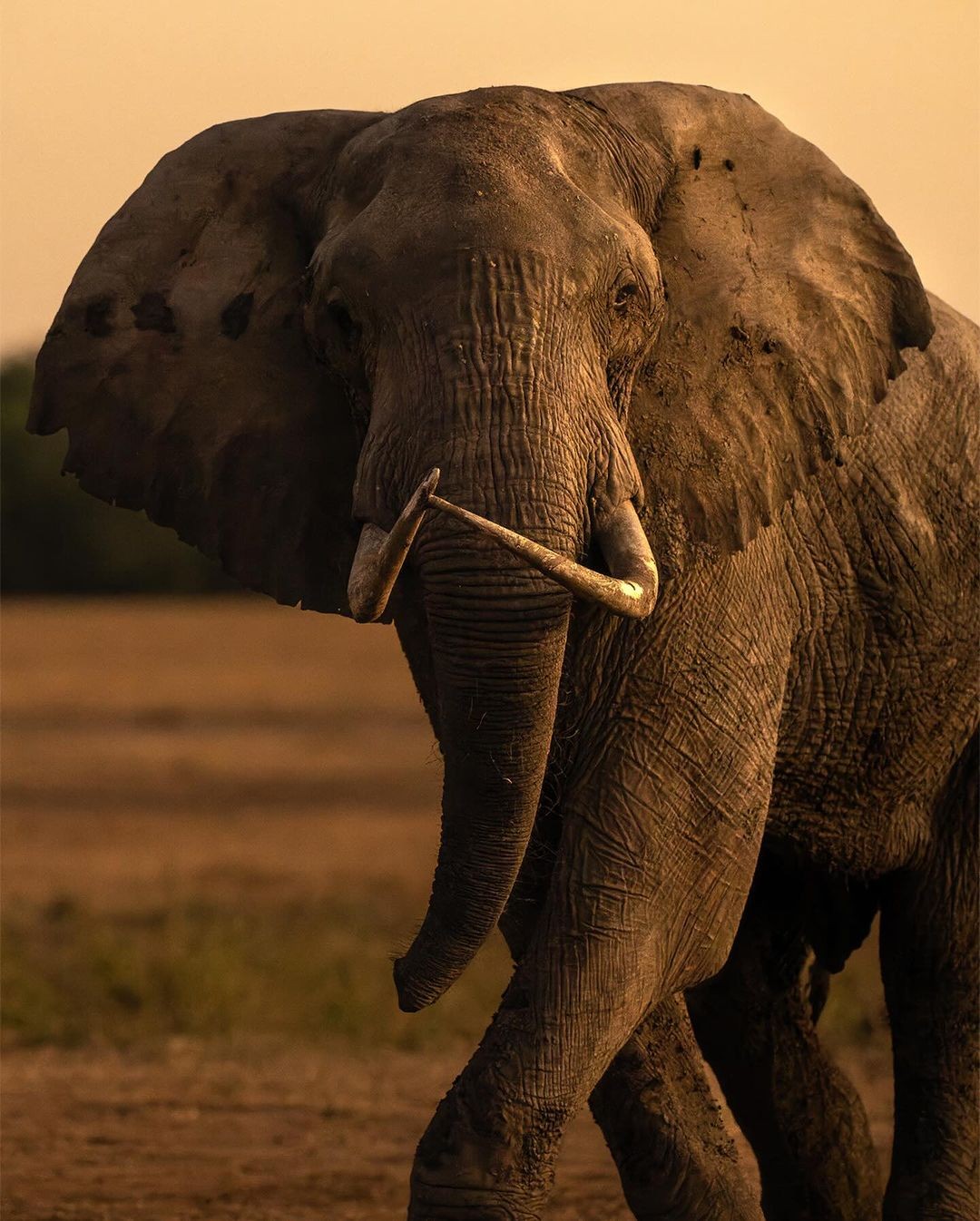 Cost of Average Safaris in Kenya 2022