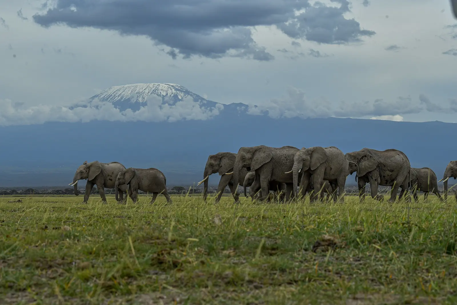 Amboseli Day Tour from Nairobi