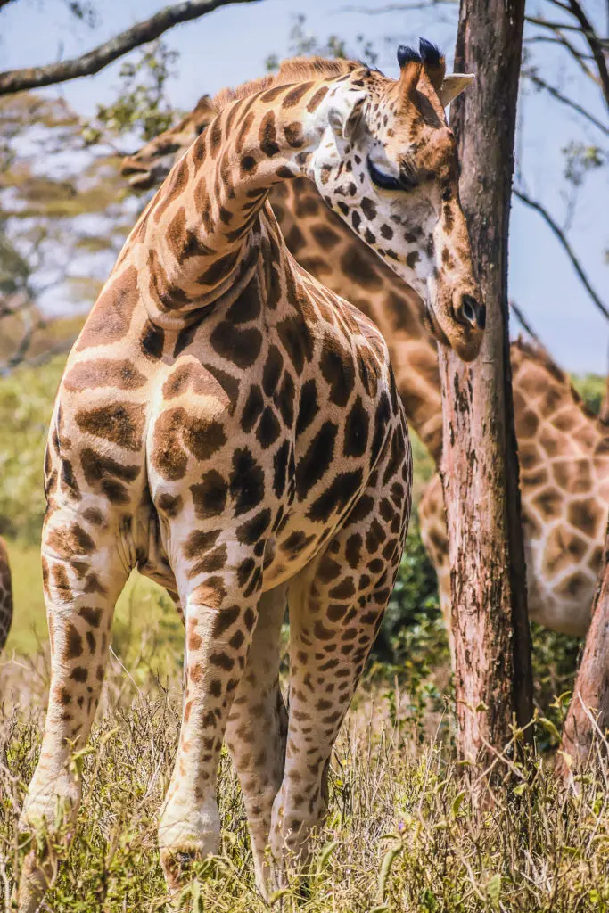 Karen Blixen Museum, Giraffe Centre & Kazuri Beads