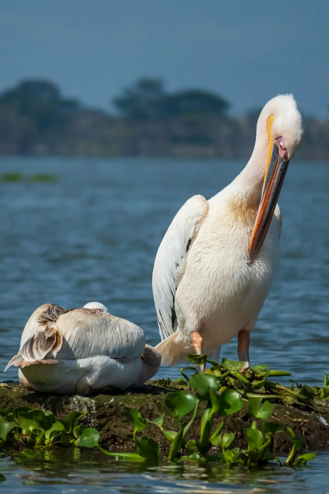 Lake Naivasha & Hell's Gate Day Trip