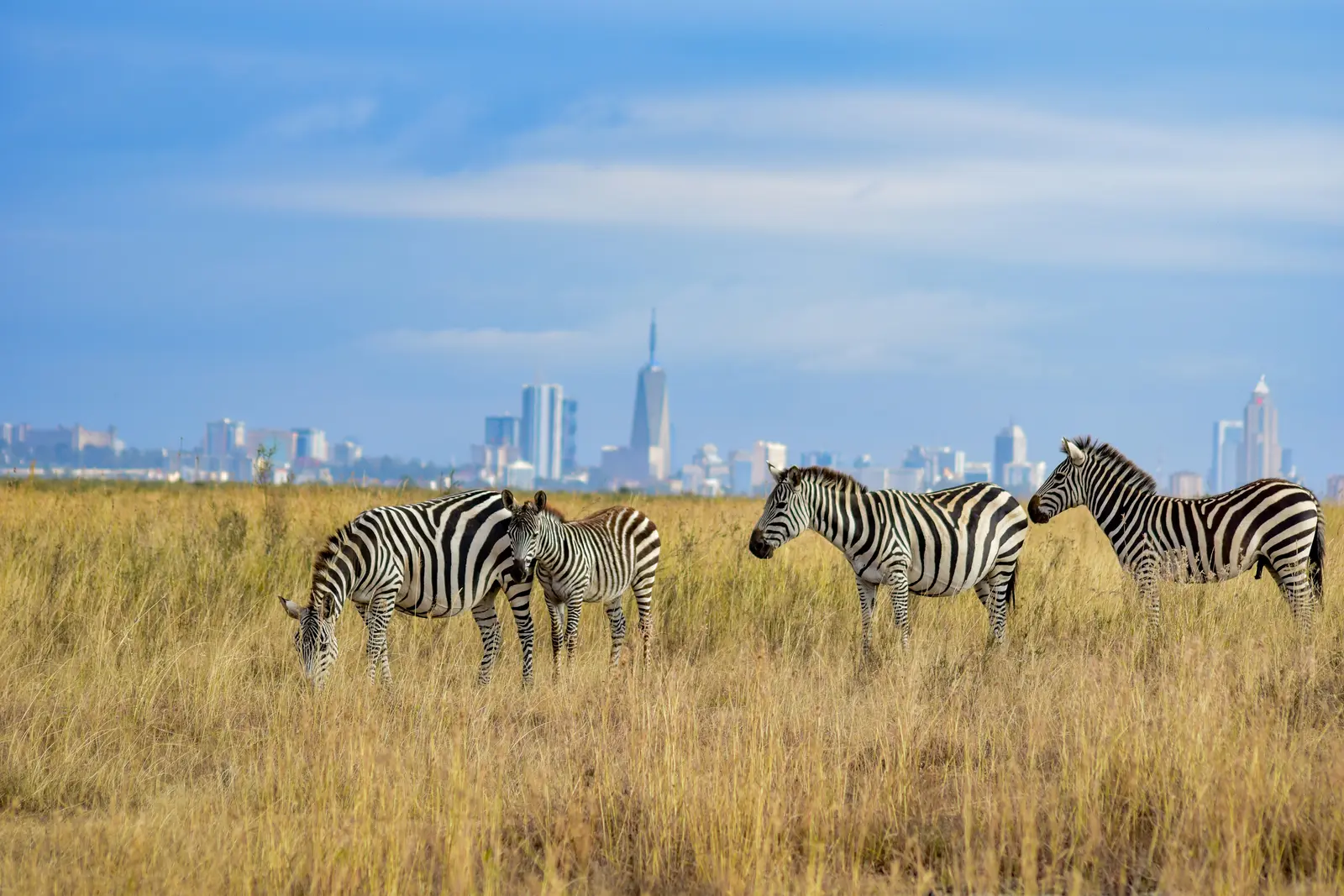 Nairobi National Park Tour