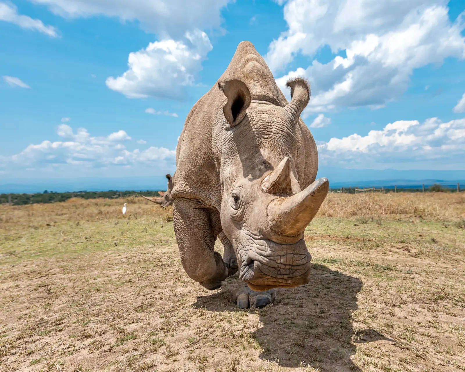 Ol Pejeta Conservancy & Chimpanzee Sanctuary