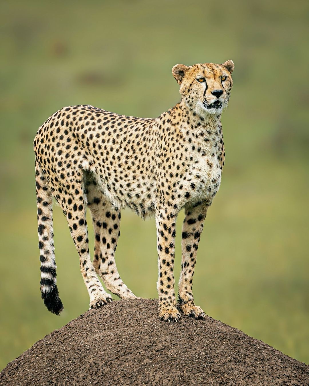 Kenya Horizons (Classic)