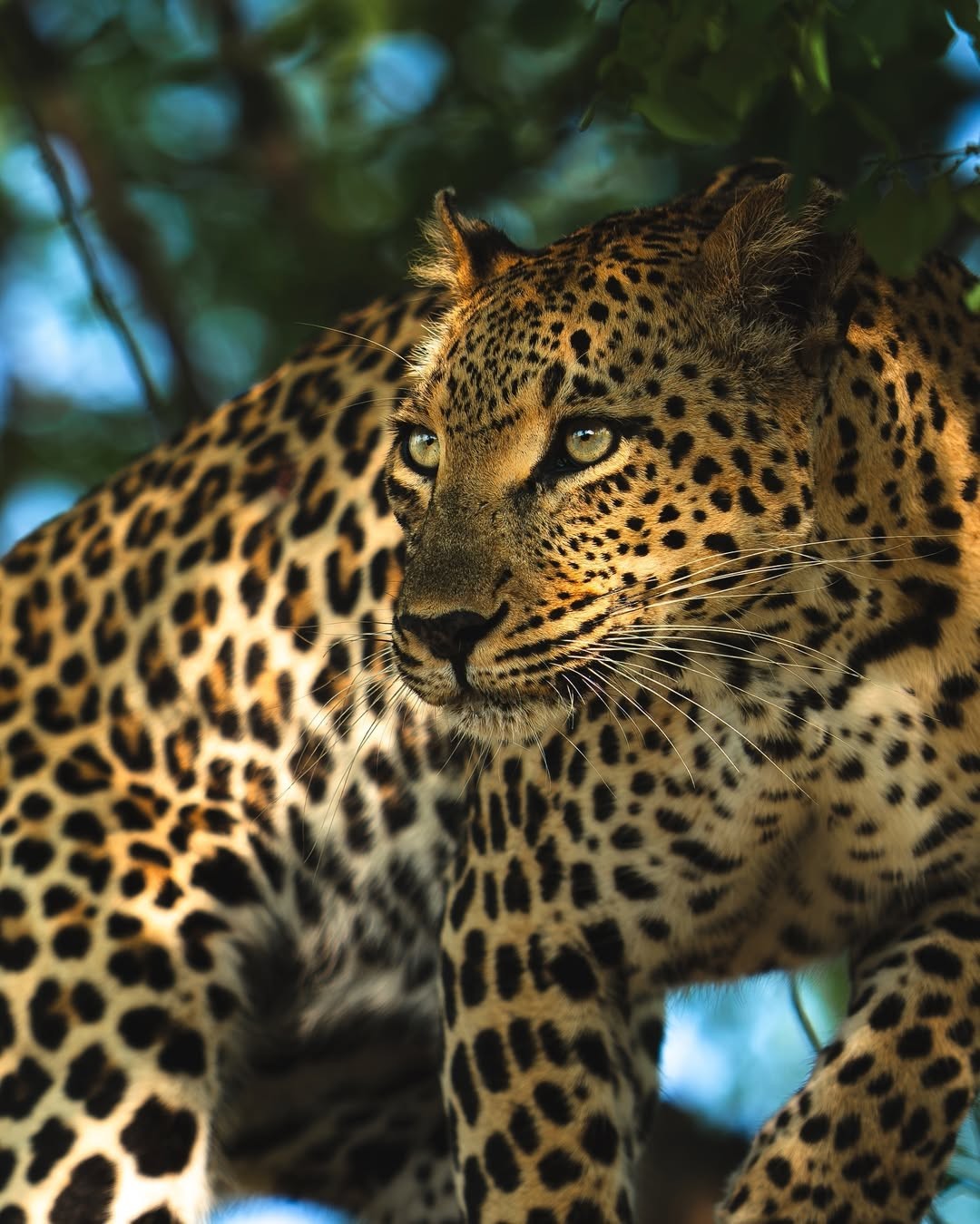 Majestic Kenya Safari (Classic)