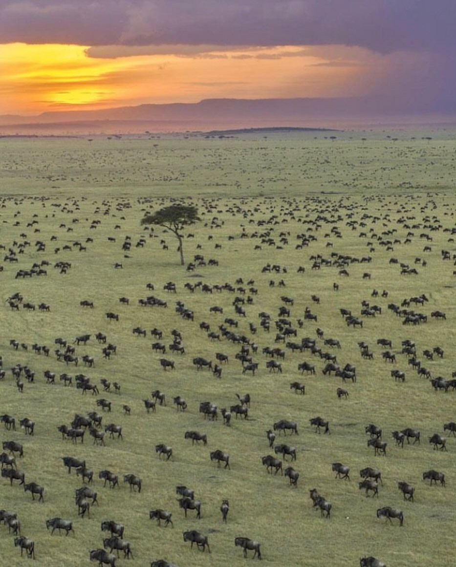 Grand Kenya (Classic)