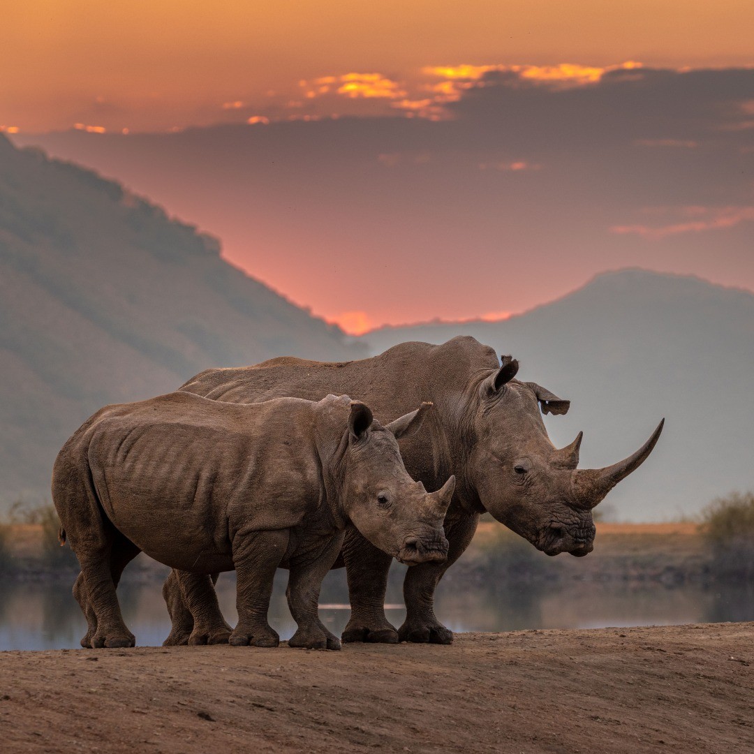 Rhino on safari