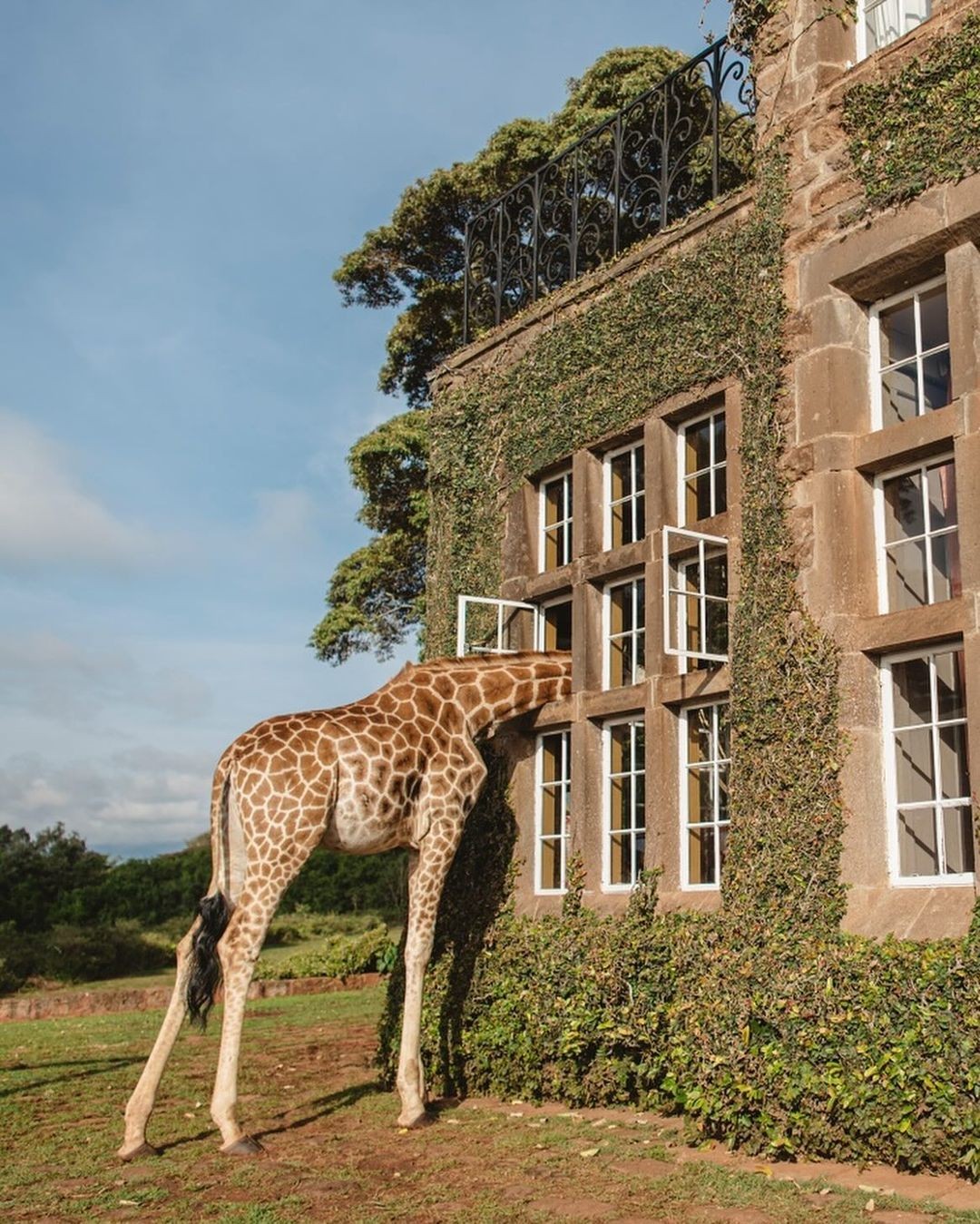 Twiga Safari (Classic)
