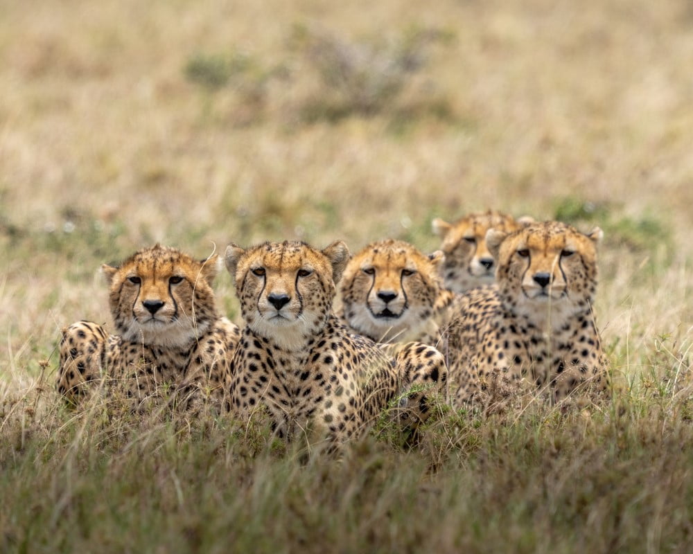 safari kenya africa